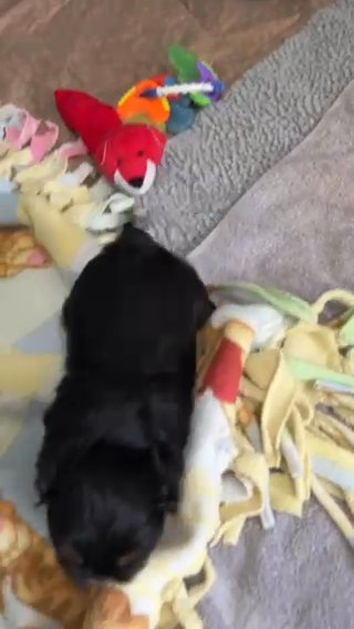 Akc Black And Tan Male Dune And Lucien in Belton, Texas