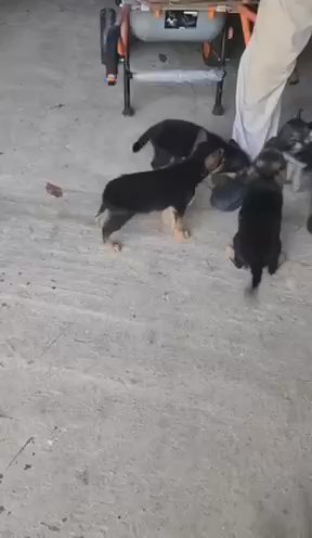 CKC Registered Purebred German Shepherd Puppies in Louisville, Kentucky