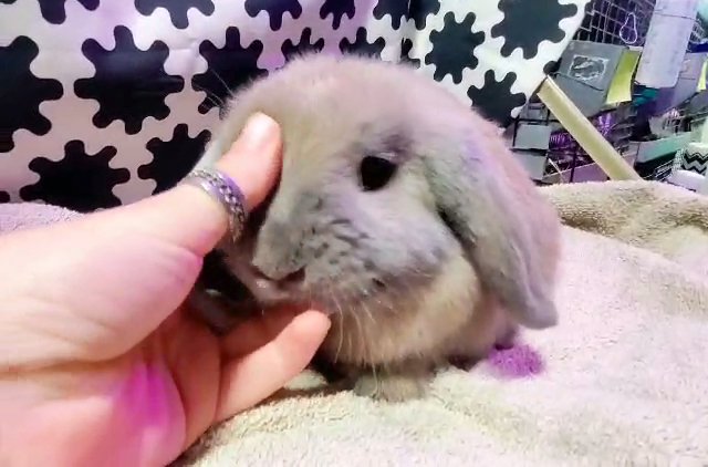 Sweet Tart Holland Lop girl in Glendale, Arizona