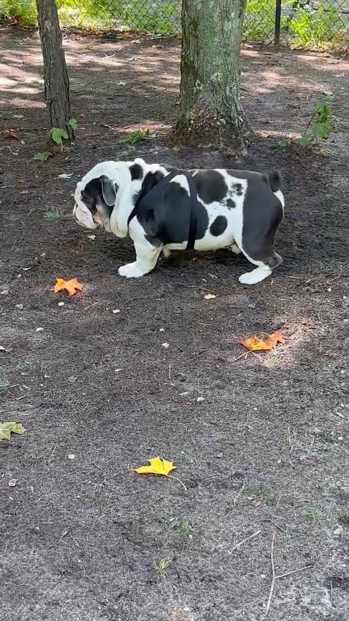blue merle female Angus daughter in Flint (Charter Township), Michigan