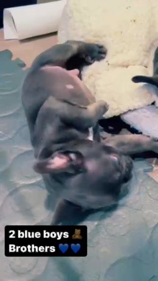 Blue French Bulldog Male in Pittsburgh, Pennsylvania