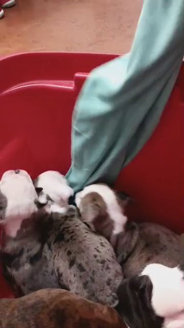 bull dog puppies at vet in Calera, Alabama
