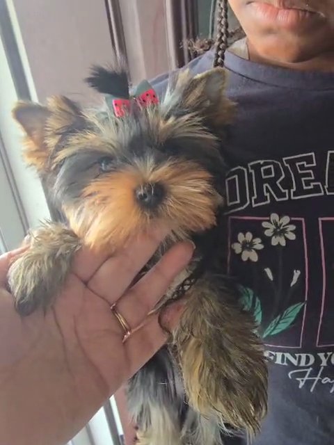akc male 5lb in Huntington, West Virginia