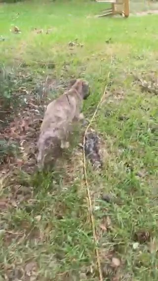 Spotted Mutt in Macon, Georgia