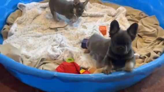 Female Fluffy Frenchie in Dallas, Texas