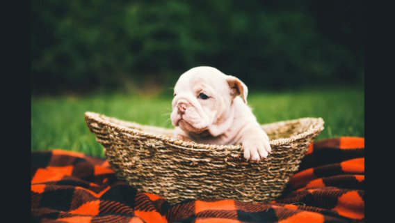 Mini Lilac Tri Merle English Bulldog in Corsicana, Texas