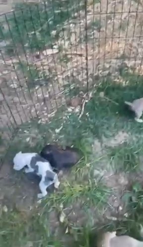 Ameican Staffy Puppies in Stonecrest, Georgia