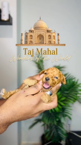 Red Toy Poodle Female (Taj Mahal) in Dallas, Texas