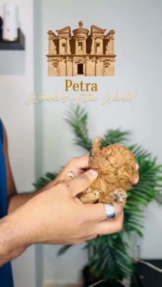 Red toy Poodle Female (Petra) in Dallas, Texas