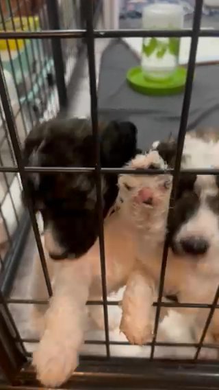 Someone Come Save These Babies From Their Captivity in Easton, Maryland