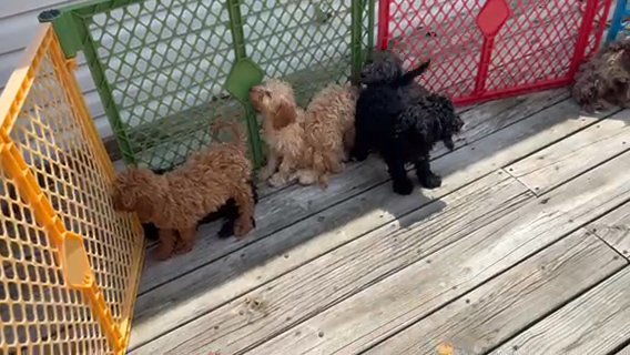 Teacup Lhasapoo in Cambridge, Maryland