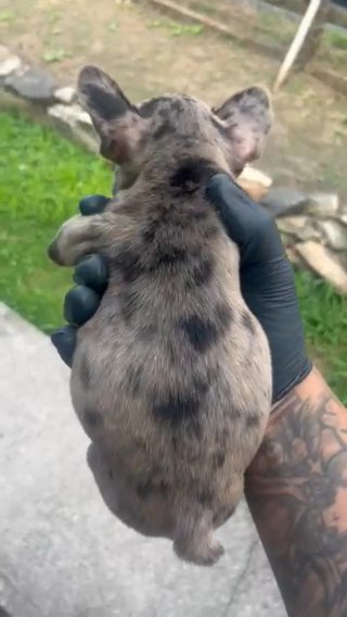 Merle French Bulldog in Bethlehem, Pennsylvania