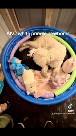 AKC Moyen Parti Poodle Puppies in Crossville, Tennessee