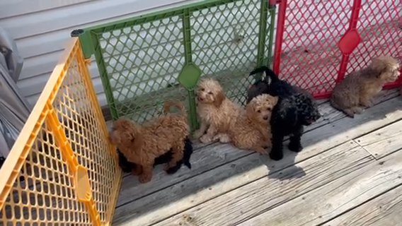 Lhasapoo in Cambridge, Maryland