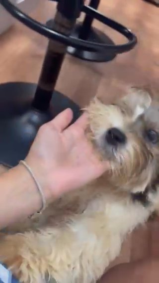 Shih Tzu Puppy in Southbridge Town, Massachusetts