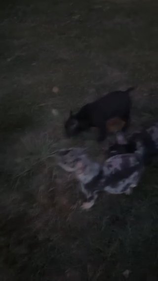 Frenchie Pups in Dover, Delaware
