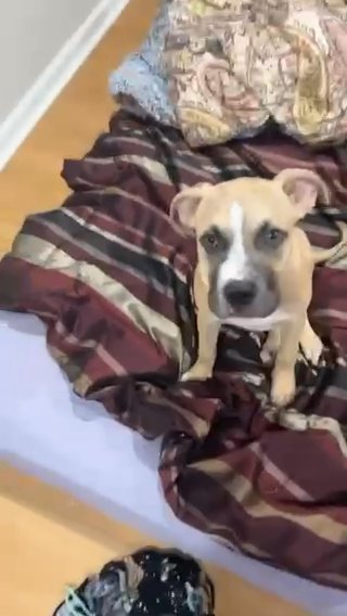 Kash - Boxer/Pit Mixed in Columbia, South Carolina