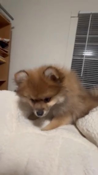 Pomeranian Puppy in Stephenville, Texas