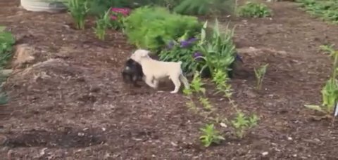 French Bull Dog in New York City, New York