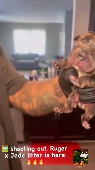 Merle French Bulldog in Bethlehem, Pennsylvania