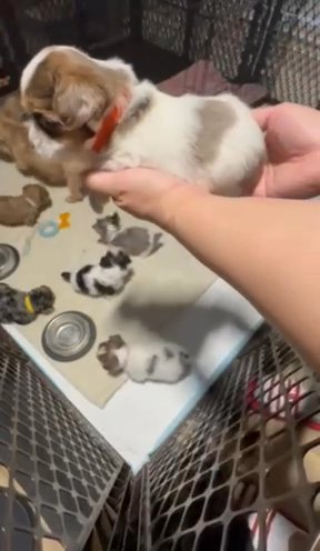 Blueberry Merle Female Yorkie in Plano, Texas