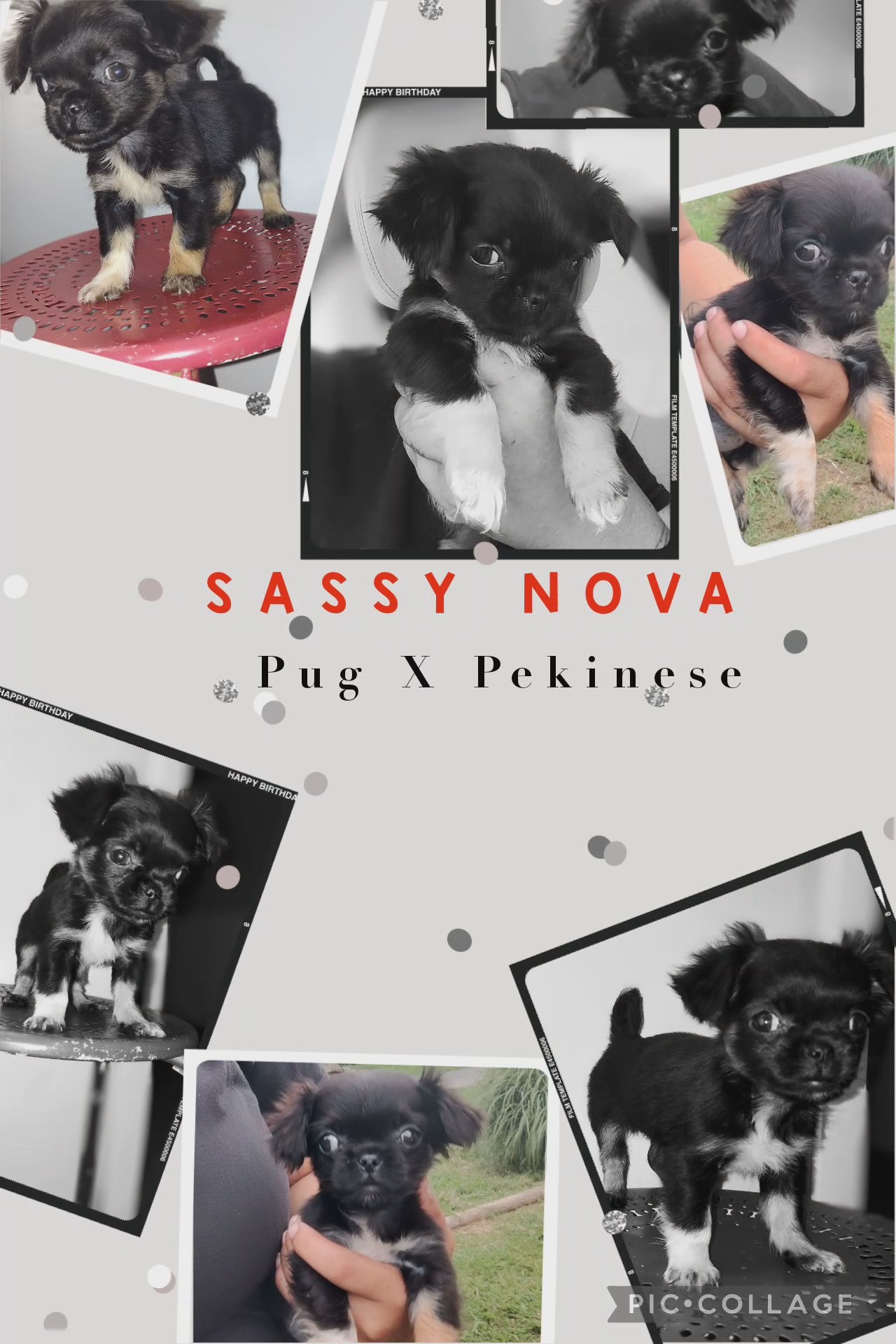 Tiny Pug Pekinese mix in Annapolis, Maryland