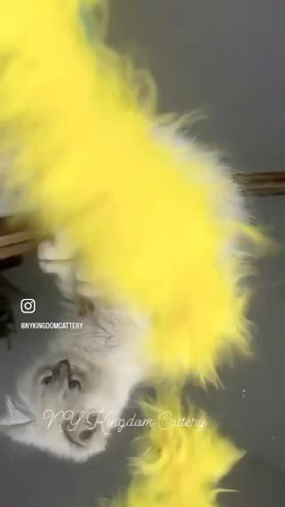 Ragdoll Female in Albany, New York