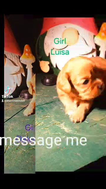 Cavalier King Charles Spaniel Puppies in Carthage, Missouri