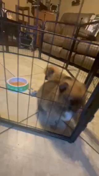Female Pomeranian in Mission, Texas