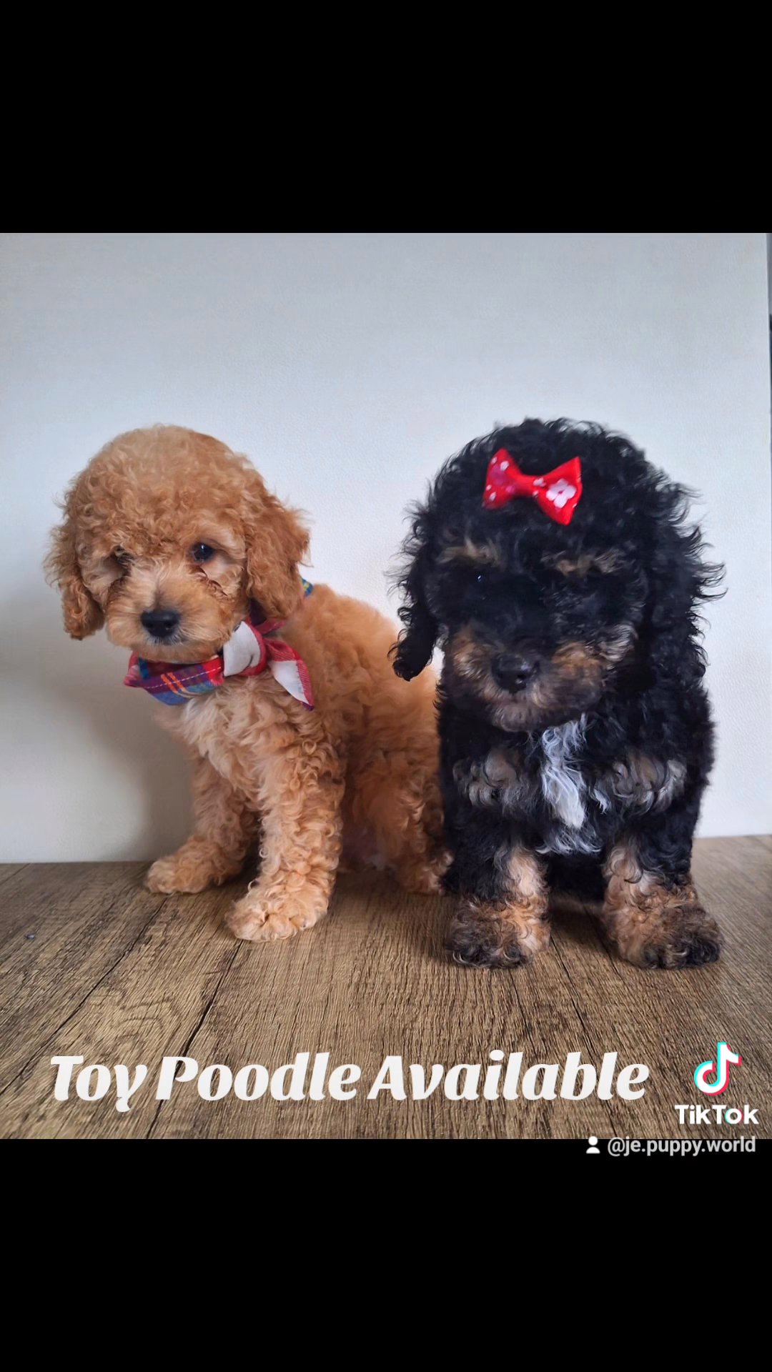 Toy Poodle in Palm Bay, Florida