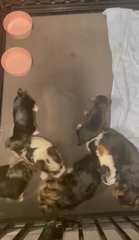 Yorkie Puppies Available in Newton, North Carolina