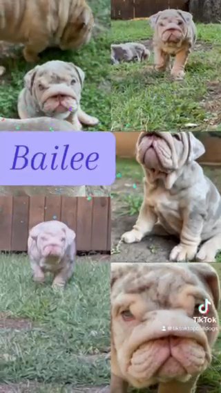 SOLD: Beautiful Miss Bailee ?? in Dallas, Texas