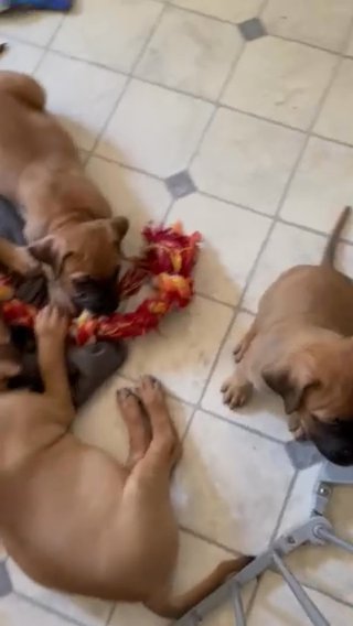 Six week old puppies, ready for a new home in Chapel Hill, North Carolina