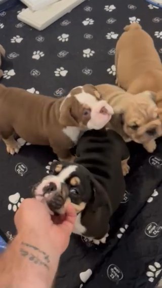 English Bulldog Puppies in Hernando, Mississippi