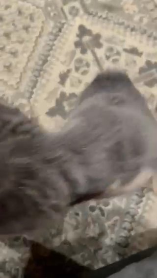 Female Lilac Tan Fluffy Frenchie in Dallas, Texas