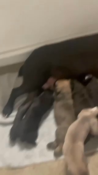 Cane Corso Pups in Mandeville, Louisiana