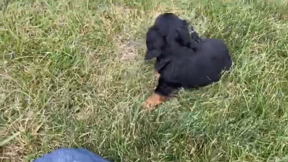 Charlie Mini Dachund in Wooster, Ohio