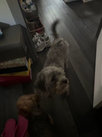 Sasha schnauzer, and toy poodle mix in Belleville, New Jersey