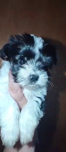?SOLD?KB Black Parti Male Yorkie in Sikeston, Missouri