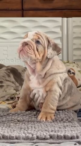 SOLD**Levi ? Dreamy, sweet baby boy in Dallas, Texas