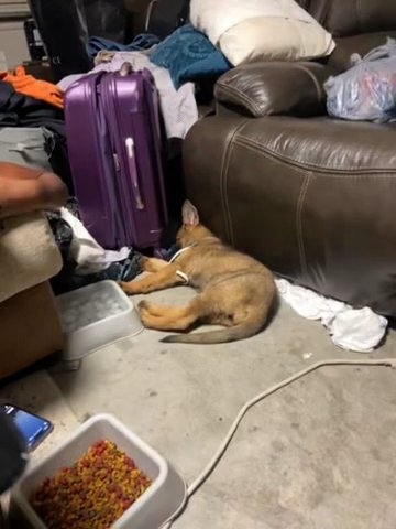 3 Month Old German Shepherd in Houston, Texas