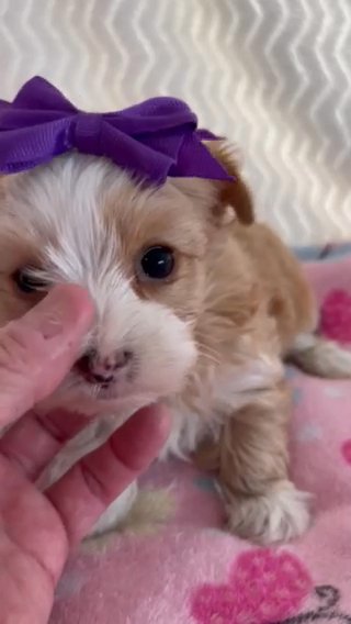 AKC blond Parti Female Yorkshire Terrier in Lexington, North Carolina