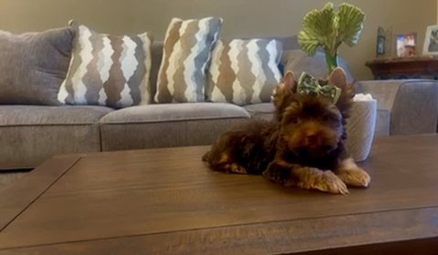 Titan Standar Size Chocolate Tan Male Yorkie in Riverside, California