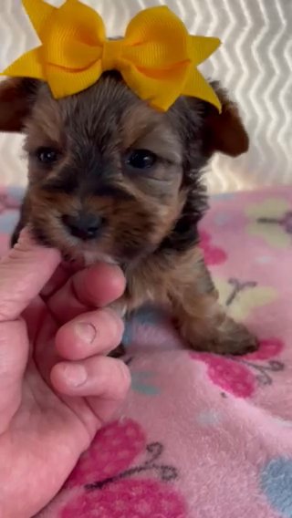 AKC Female Traditional Yorkshire Terrier in Lexington, North Carolina