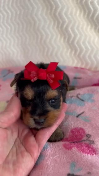 AKC Traditional Female, Miss red in Lexington, North Carolina