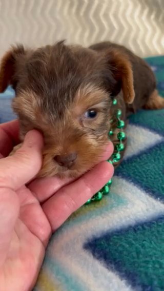 AKC Chocolate And Tan male Yorkshire terrier, in Lexington, North Carolina
