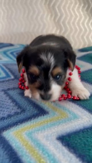 AKC Yorkshire Terrier Male, Traditional Parti Carries Chocolate. in Lexington, North Carolina