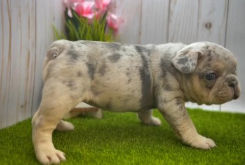 Lilac Tan Merle female in Pittsburgh, Pennsylvania