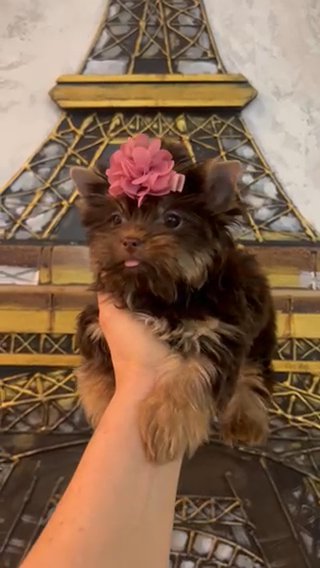 Tcup Tootsie Chocolate Tan Female Babydoll Face in Riverside, California