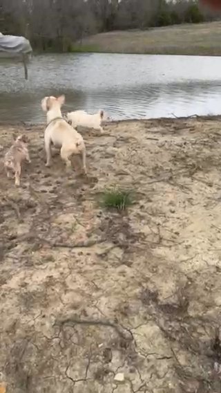 French bulldog Pups in Oklahoma City, Oklahoma